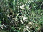 Silene vulgaris
